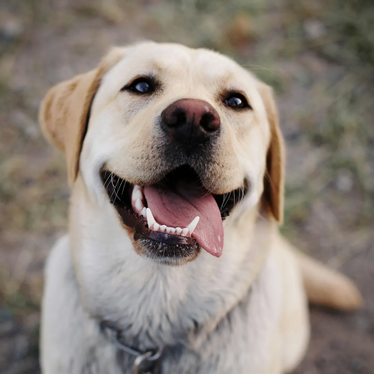 Moose, Lab · bath & tidy