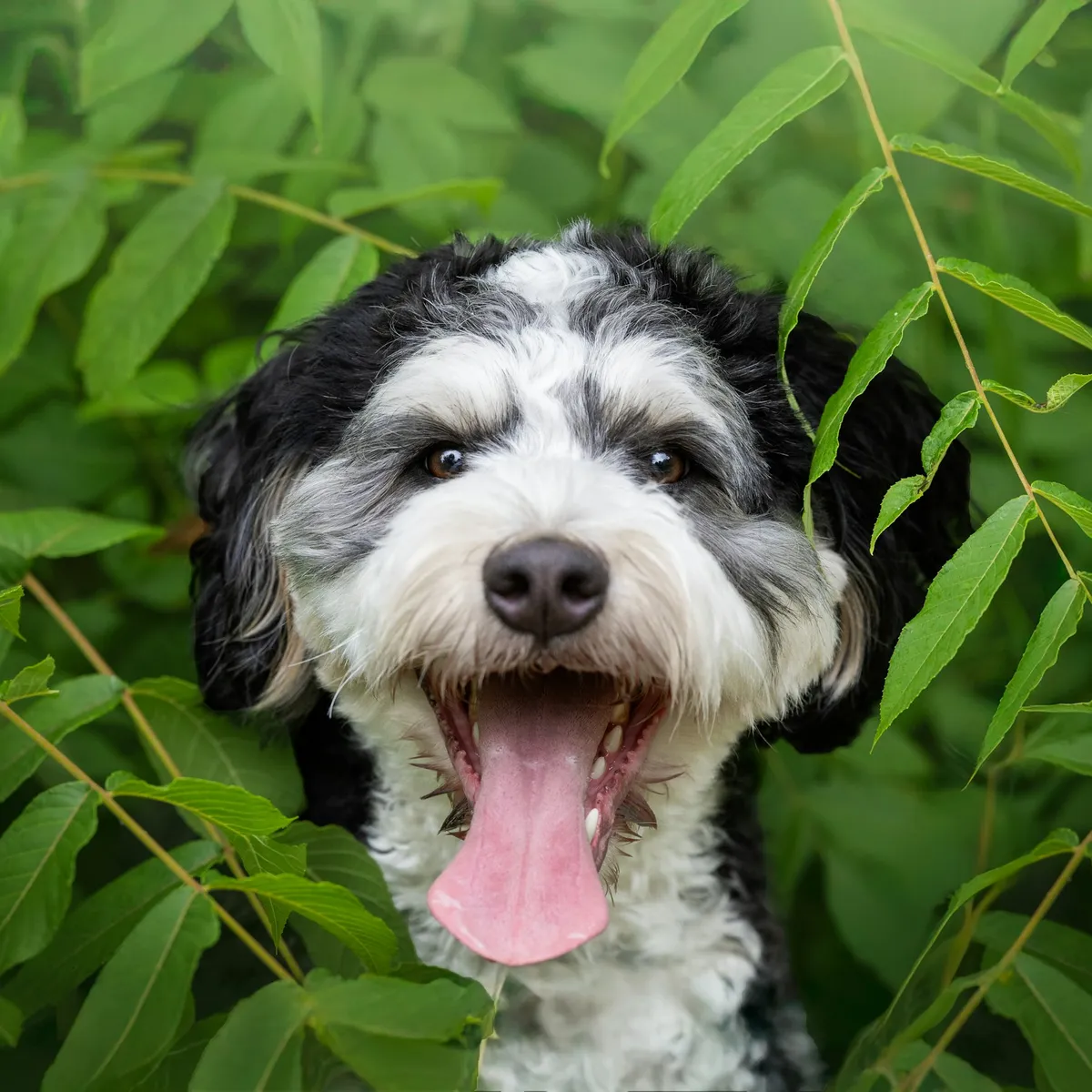 Bear, Bernedoodle · fluffy all over