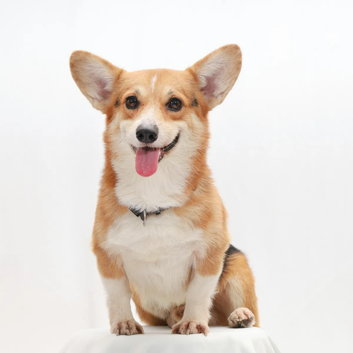 Waffles, Corgi puppy · nails & bath
