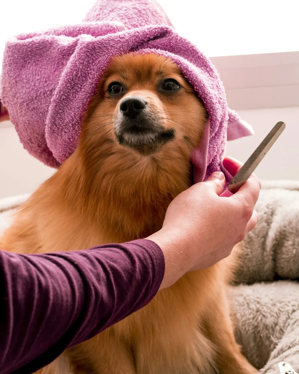 A freshly groomed dog, fluffy and happy