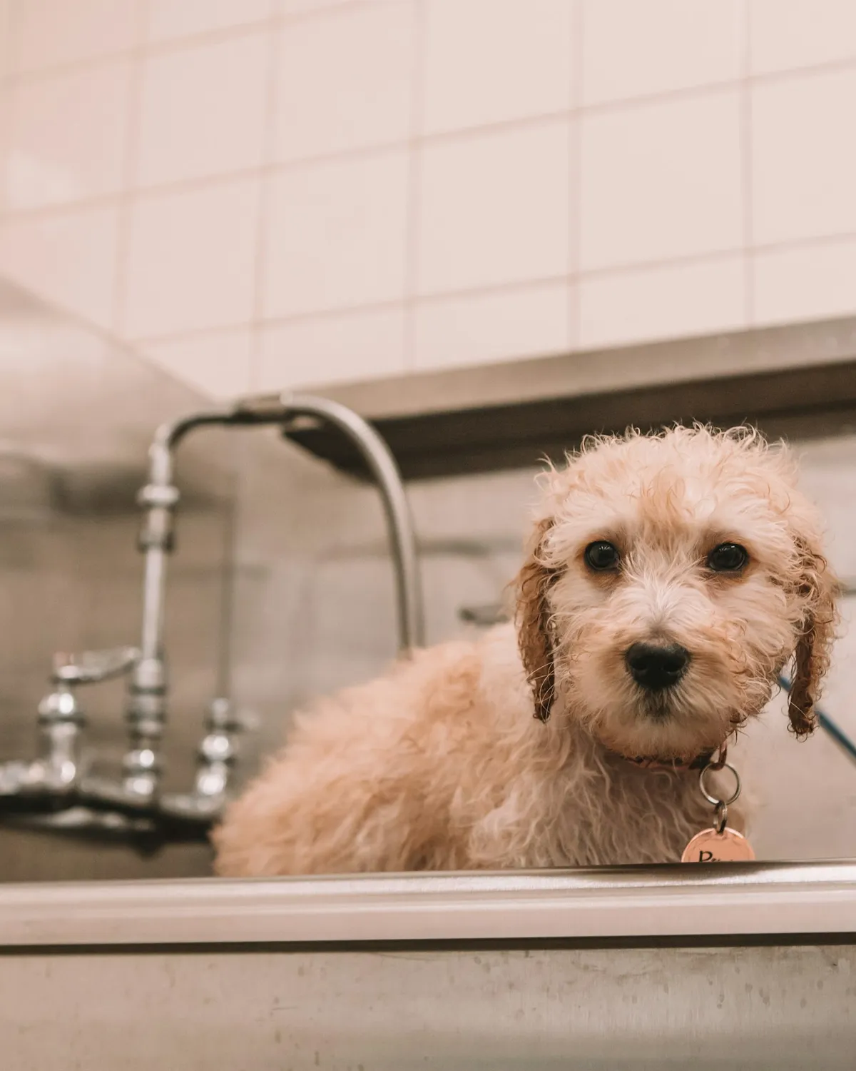 Inside the van: the tub and grooming table